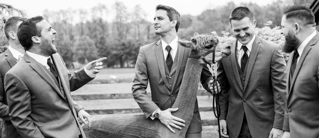 funny groomsmen posing with a llama.