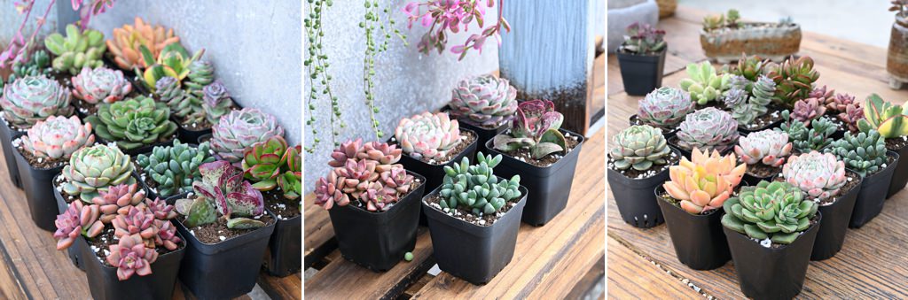 a photo of succulents sitting in little pots on a table