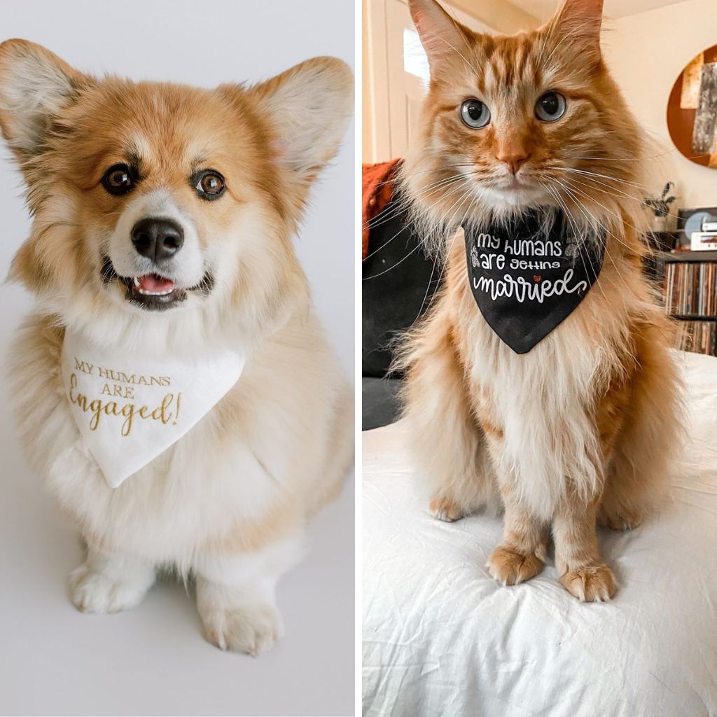 A cute dog and car wearing bandanas saying that their humans are getting married