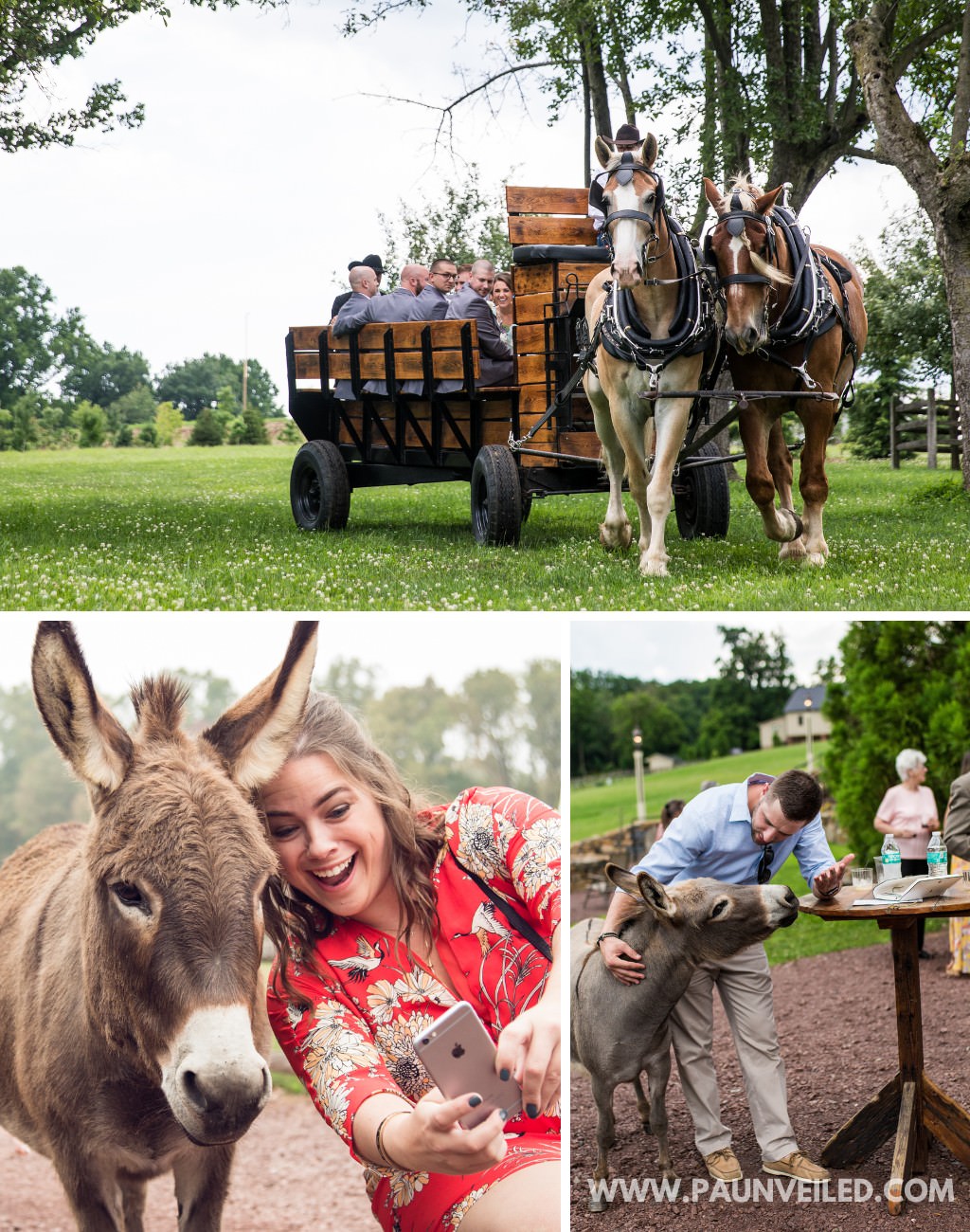 A photo collage of animals at a rustic wedding. It shows a horse and wagon pulling the wedding party into the ceremony. It also shows guests taking selfies with donkeys at the cocktail hour