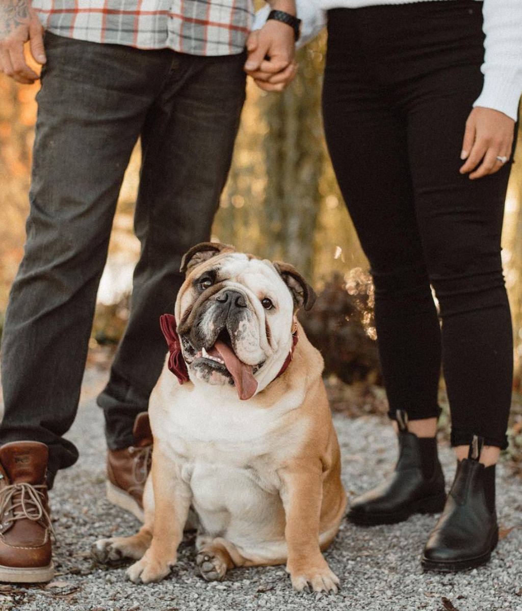 A big bulldog with his tongue out is posing for the camera at an engagement session. This is for the post called engagement photo ideas with dogs
