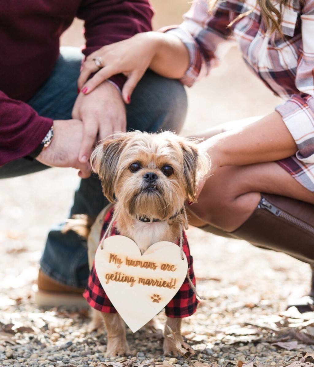 A cute tiny dog posing at an engagement session wearing a little wooden sign that says my humans are getting married