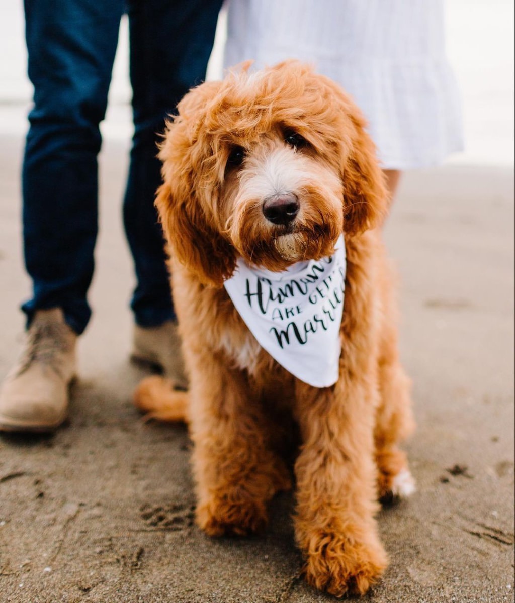 A close up photo of a Goldendoodle wearing a bandana that says my humans are getting married.