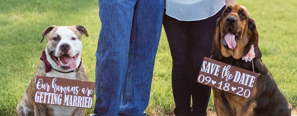 Two dogs wearing wooden signs during an engagement session. These signs are for the couples save the dates.
