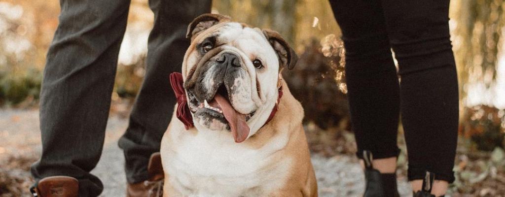 A big cute bulldog posing for the camera during a couples engagement session. The dog is wearing a bow tie