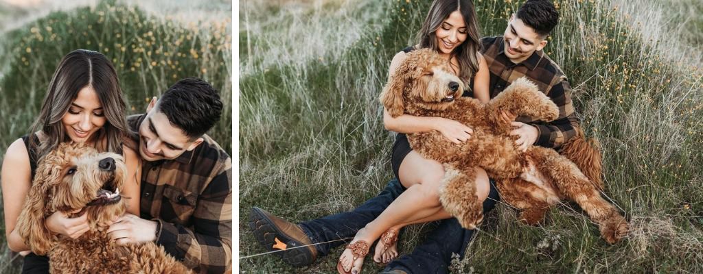 A couple posing in tall grass with their adorable goldendoodle dog. This was for their engagement session.